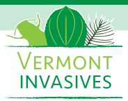 Vermont invasives