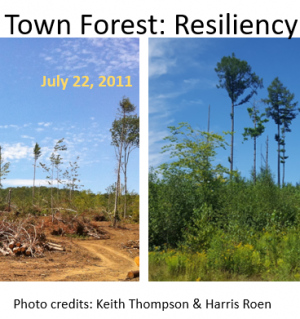 Forest resiliency