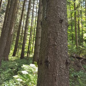 Forest management in the Hinesburg Town Forest