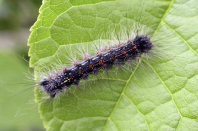 Gypsy moth larva