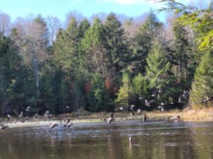 Geese landing on lake in forest.