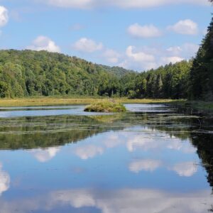 Beaver hutch in forested pond.