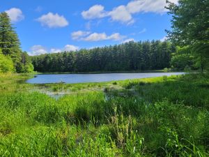 Pond surrounded by forest.