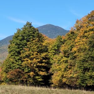 Trees with forested mountain